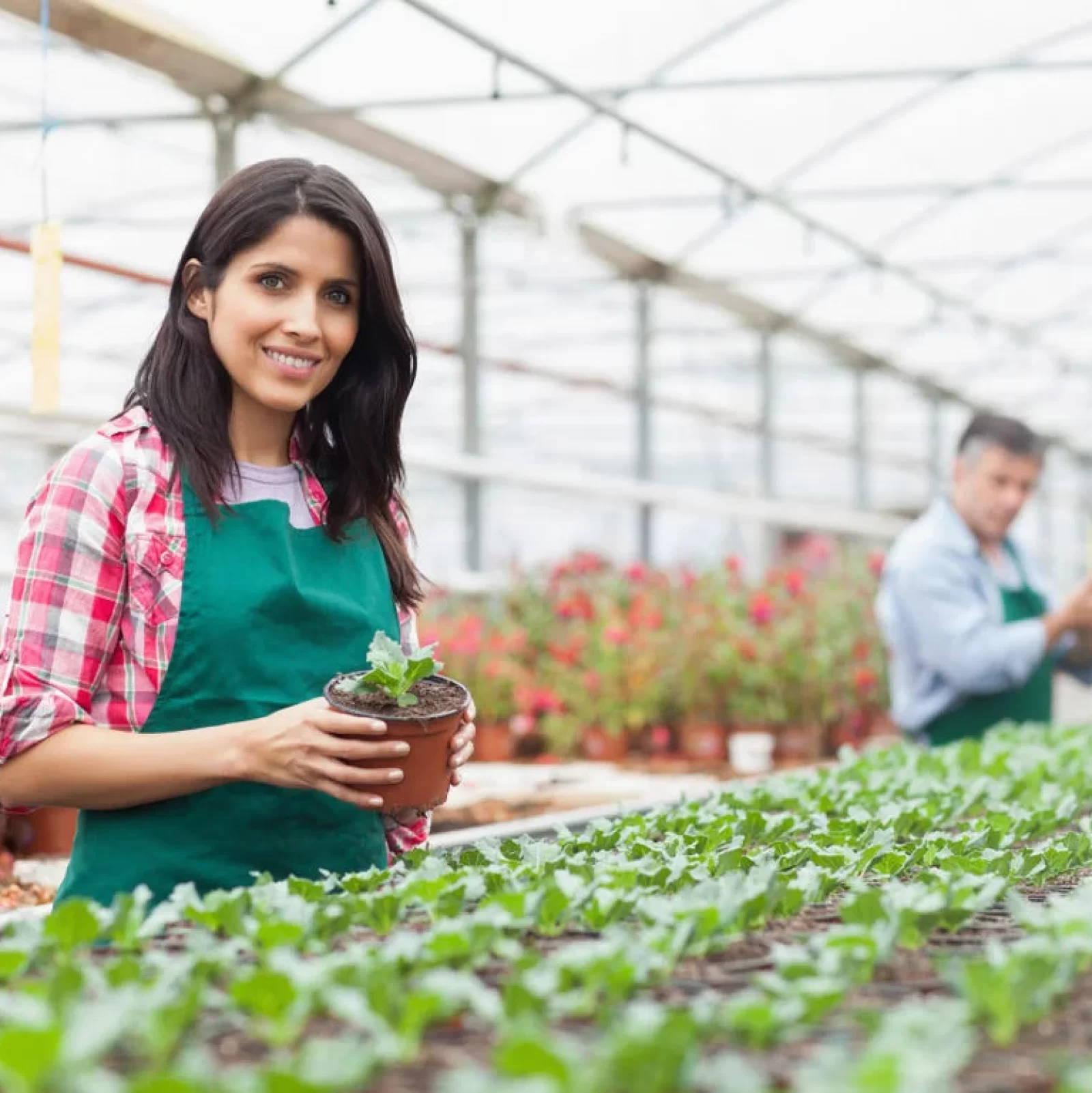 Woman working in the greenhouse holding plant